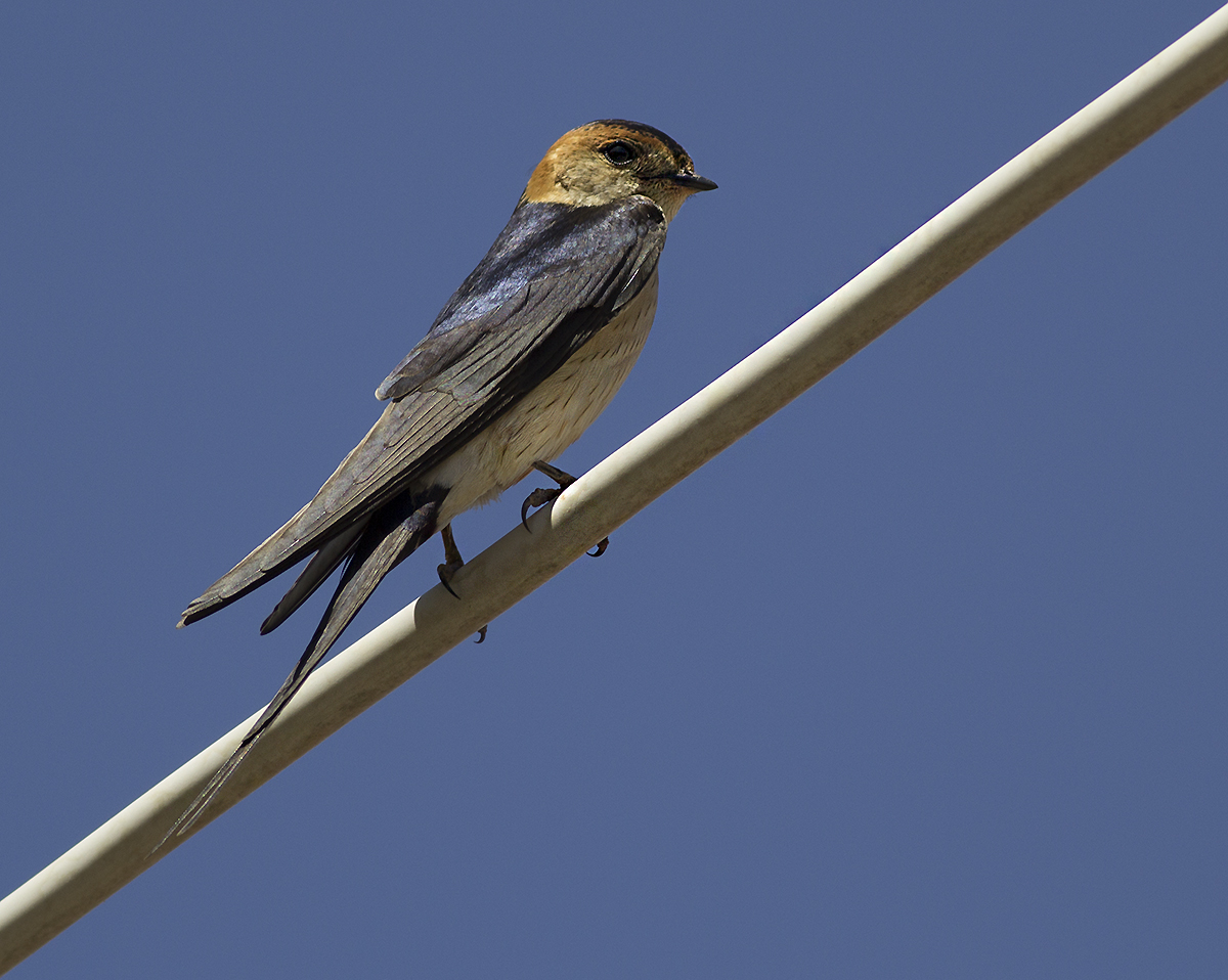 Red-rumped Swallow